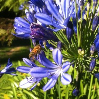 Essential Oils – how they can help during the Coronavirus / Covid-19 crisis – Aromatherapy